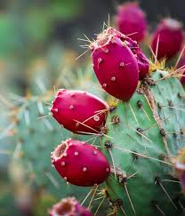 Cactus nopal description2 Cactus ( nopal ) : plante médicinale