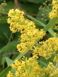 Caille-lait ( gaillet ) : plante médicinale