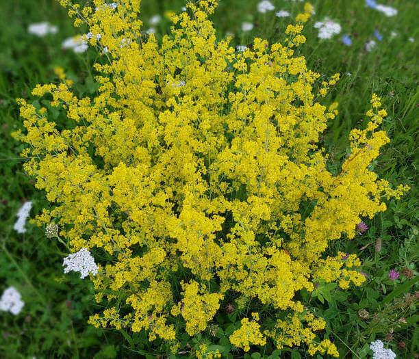 Caille lait Plante medecinale.jpg Caille-Lait ( Gaillet ) : plante médicinale