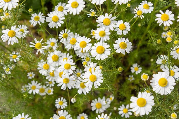 Camomille matricaire Plante medicinale.jpg Camomille matricaire : plante médicinale