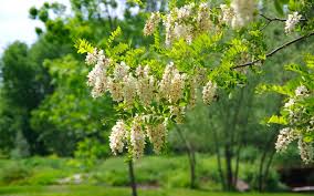 Acacia ( robinier ) : plante médicinale 