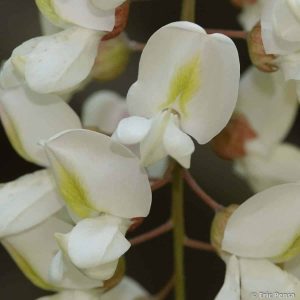 acacia-fleur