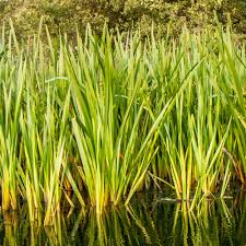 Acore odorant ( Calamus) : plante médicinale 