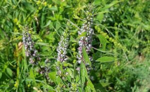 agripaume sommite.jpg agripaume-sommité-plante-médicinale