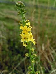 Aigremoine : plante médicinale 