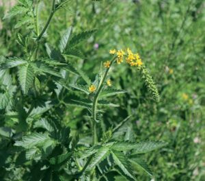 aigremoine-sommité-plante-médicinale