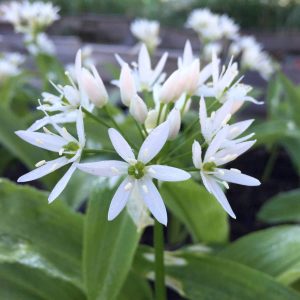Ail des ours : plante médicinale
