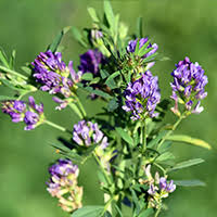 alfalfa description2 1 Alfalfa Luzurne : plante médicinale