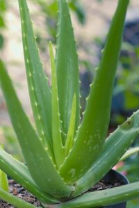 aloe vera plante 2.jpg 