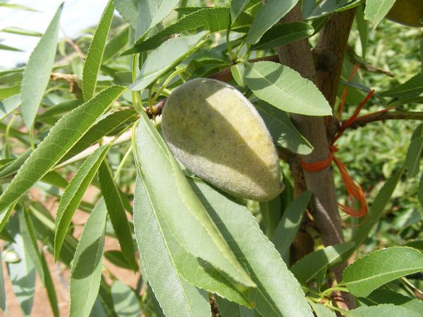 amande plante medicinale Amande : Plante médicinale