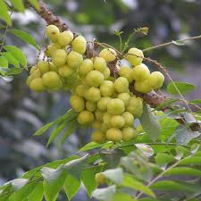 Amla : plante médicinale