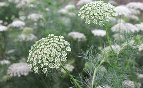 ammi visnaga khella description2 Ammi Visnaga (Khella) : plante médicinale