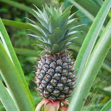 ananas description2 Ananas : plante médicinale
