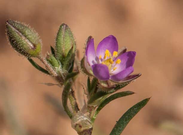 arenaria rubra plante medecinale Arenaria Rubra plante médecinale