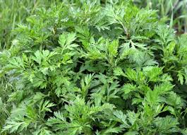 Armoise : plante médicinale 