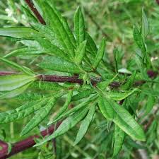 Armoise : Plante médicinale 