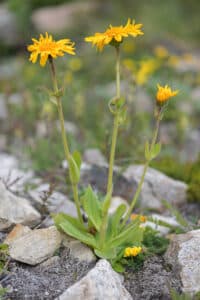 Arnica ( Heterotheca ): plante médicinale