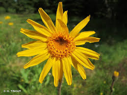 Arnica Montana : Plante médicinale 