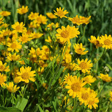 Arnica : plante médicinale