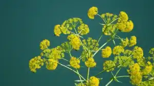 asa foetida description2 Asa Foetida : Plante médicinale