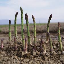 Asperge : Plante médicinale