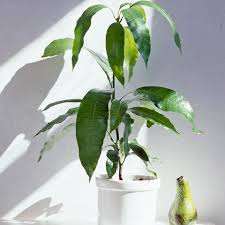 Avocatier : plante médicinale 