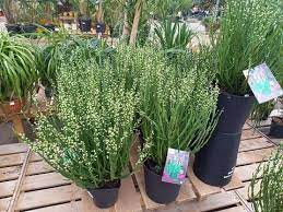 Baccharis : plante médicinale