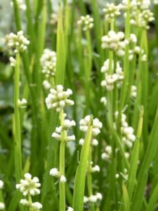Baccharis : plante médicinale