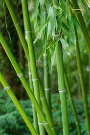 bambou plante medicinale 3 Bambou : Plante médicinale