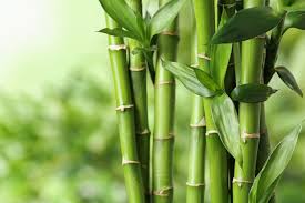 Bambou : Plante Mdicinale  dcouvrir