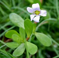 Brahmi : plante médicinale 