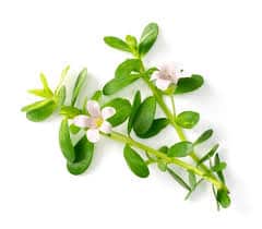 Brahmi : plante médicinale 