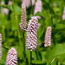 Bistorte : plante médicinal e
