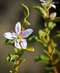 Buchu: plante médicinale