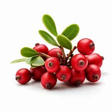 Busserole ( Uva Ursi ) : plante médicinale 