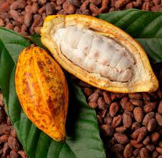 cacao plante medicinale Cacao : plante médicinale