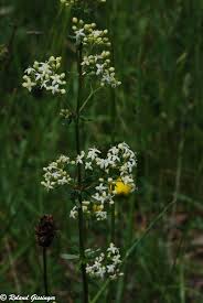 Caille-lait ( gaillet ) : plante médicinale