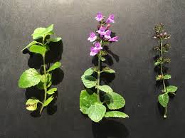Calament : plante médicinale