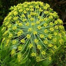 Galbanum Huile essentielle