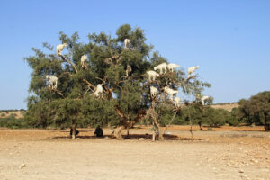 huile d'argan d'essaouiraa