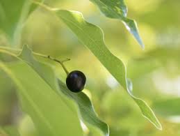 Camphre Naturel : plante médicinale 
