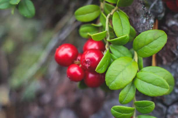 Canneberge Plante medicinale.jpg Canneberge (Cranberry): Plante médicinale