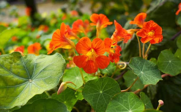 Capucine : plante médicinale