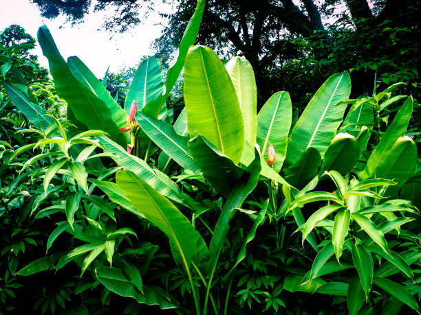 Cardamome: Plante médicinale