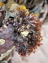 Carragheen (Chondrus Crispus) :plante médicinale 