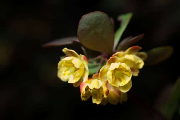 Cassia henne neutre Plante medicinale.jpg Cassia (Henné Neutre) : plante médicinale