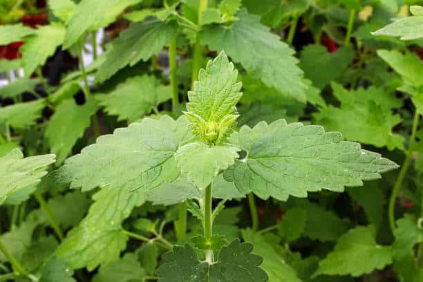 Cataire : Plante médicinale