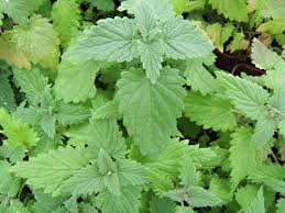 Cataire : plante médicinale
