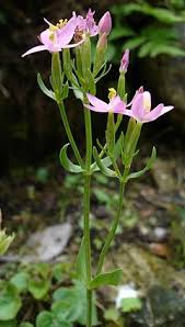 Centaurée Petite : plante médicinale