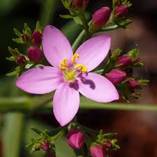 Centaurée Petite : plantes médicinales 